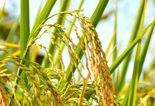 氰氟草酯原药价格迫近成本，水稻市场启动在即，行业有何应对？
